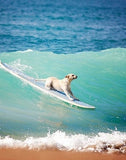 Image of 0f1f1102789b0735ba8647278640d331.png