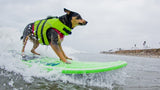 Image of Abbey surf dog main_tcm25-13316.jpeg