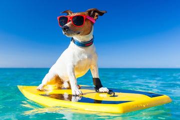 Image of surfingdog.jpeg